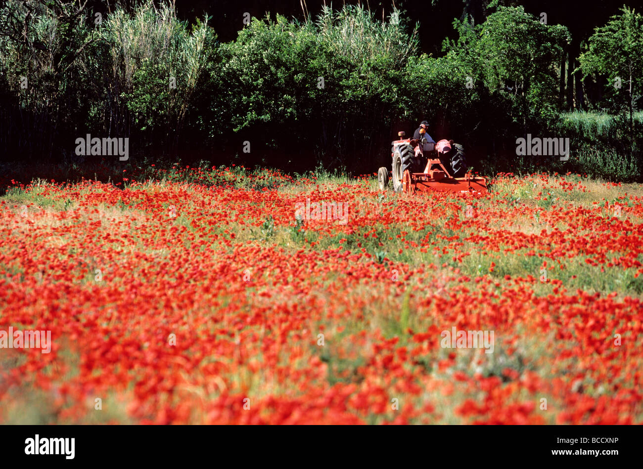 Poppy fields in south france hi-res stock photography and images - Alamy