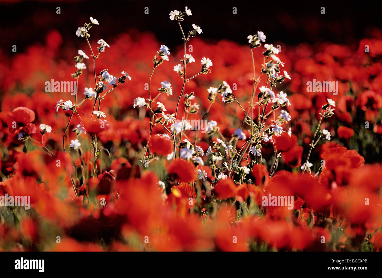 Poppies field in luberon france hi-res stock photography and images - Alamy