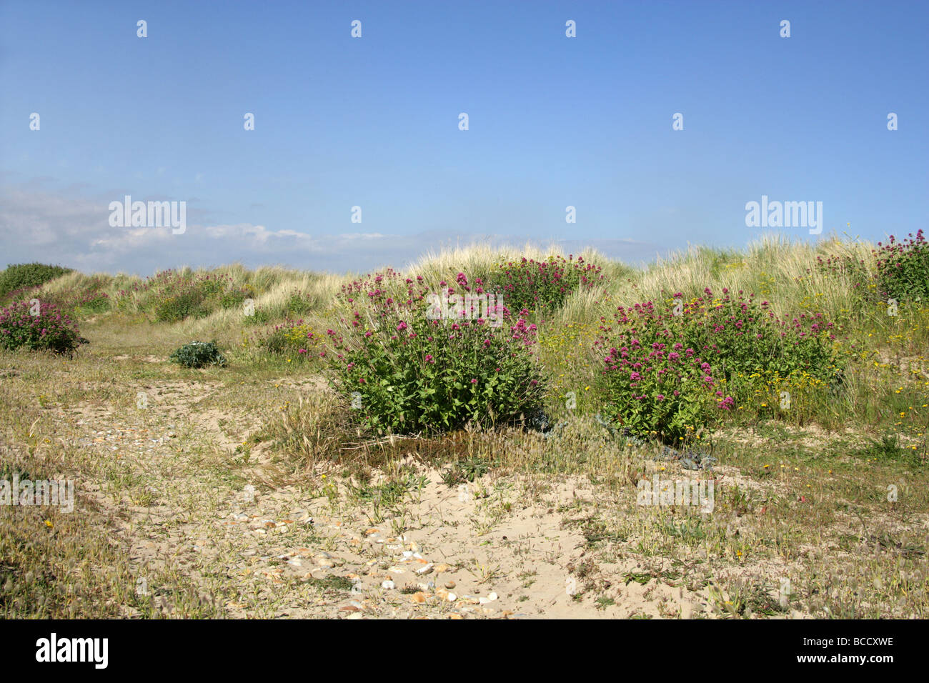 Red Valerian, Centranthus ruber, Valerianaceae.  Growing on Sand Dunes Near Dungeness, Kent. Stock Photo