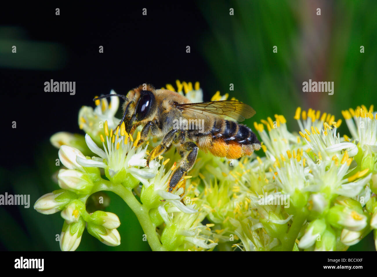 Leaf-cutter Bee, Megachile sp. Collecting nectar on flower Stock Photo