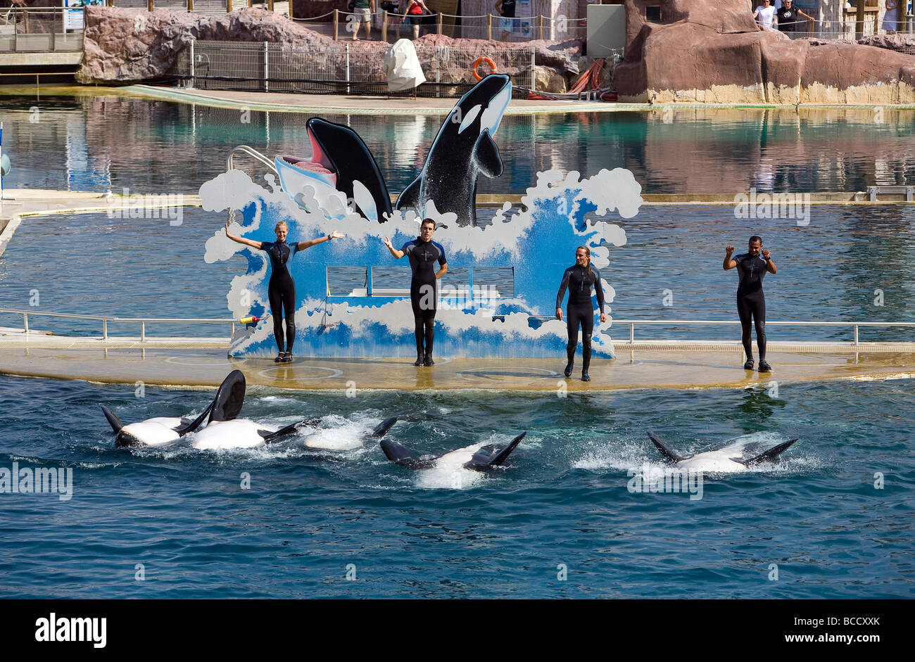 France, Alpes Maritimes, Antibes, Marineland, killer whales' show Stock ...