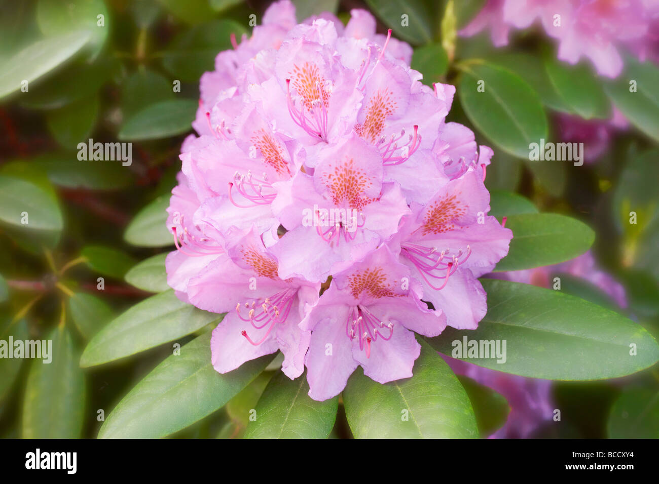 Rhododendron's flower Stock Photo