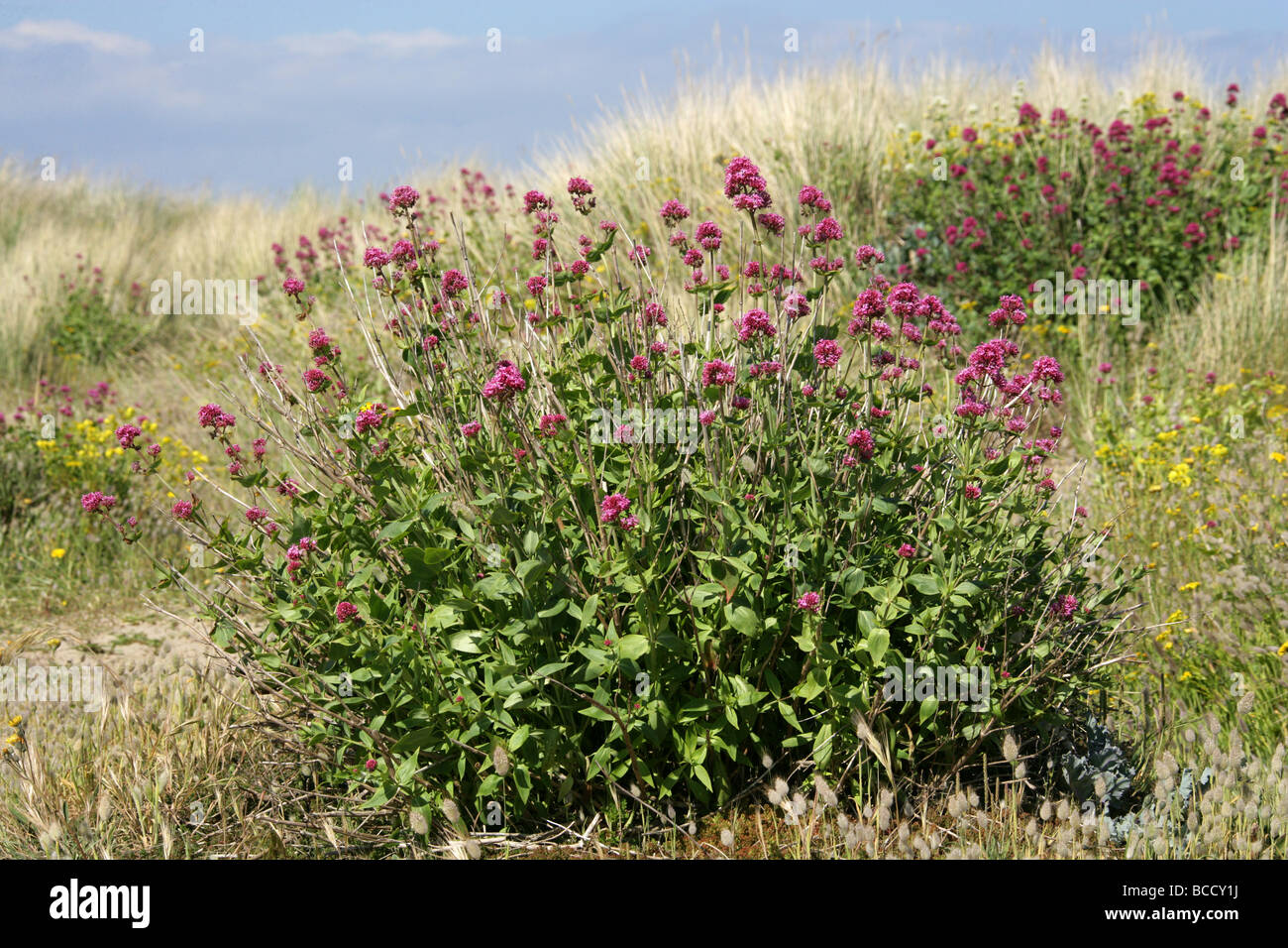 Red Valerian, Centranthus ruber, Valerianaceae.  Growing on Sand Dunes Near Dungeness, Kent. Stock Photo