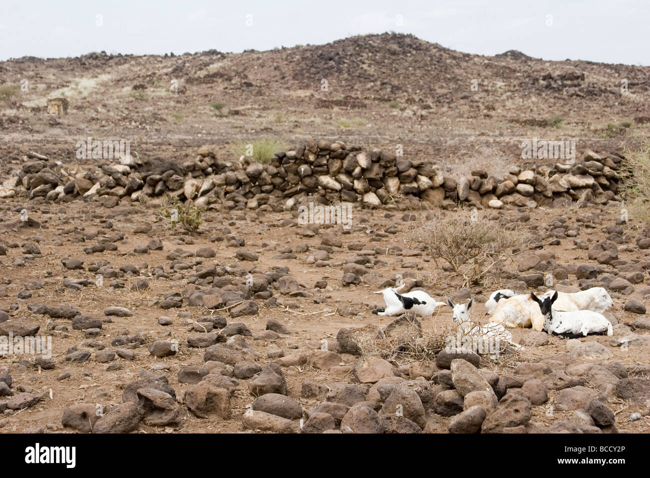 Dubti, Afar region, Ethiopia Baby goats Stock Photo Alamy