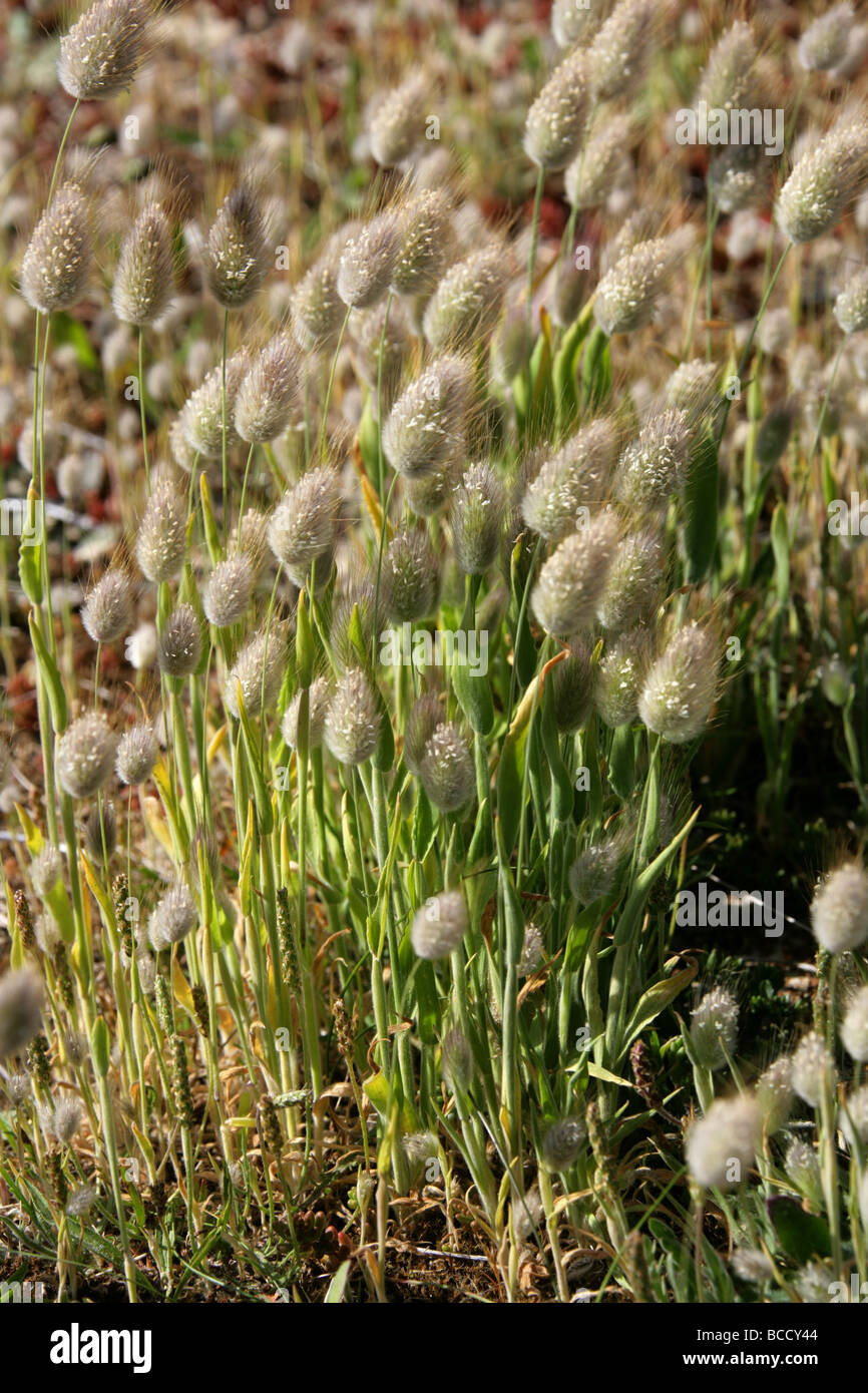 Hare's Tail Grass, Lagurus Ovatus,  Poaceae. Growing on Sand Dunes Near Dungeness, Kent, UK. Stock Photo