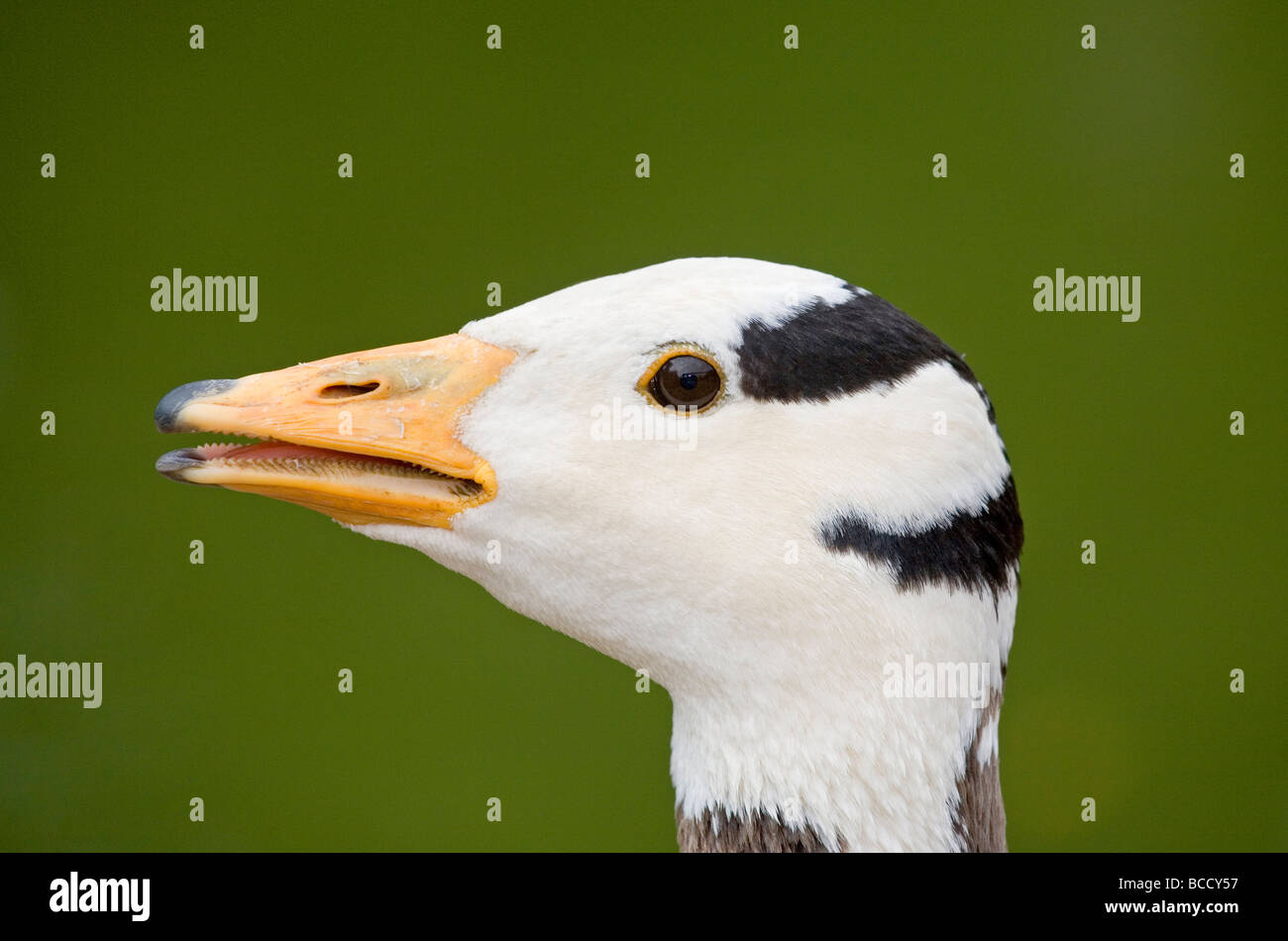 Bar Headed Goose Anser Indicus Stock Photo - Alamy