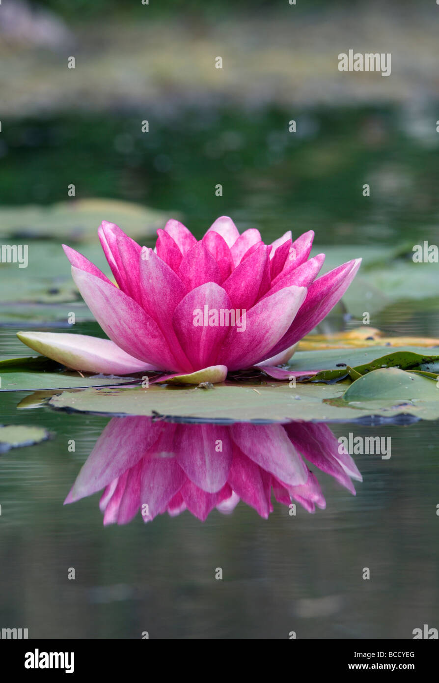 Water Lilly Flower with reflection Stock Photo