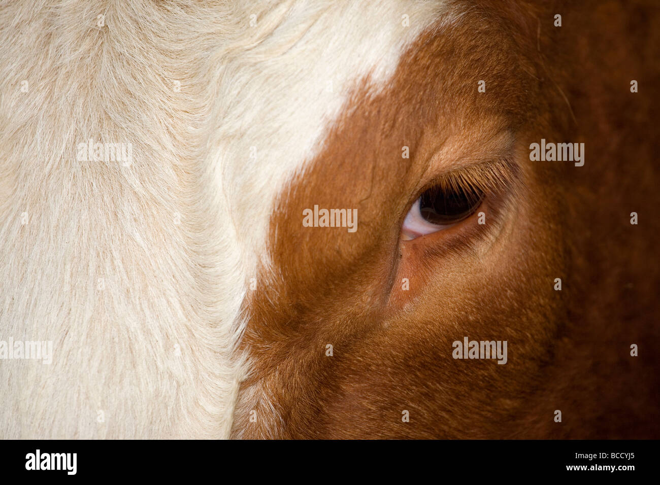 South Devon Cross cattle Stock Photo