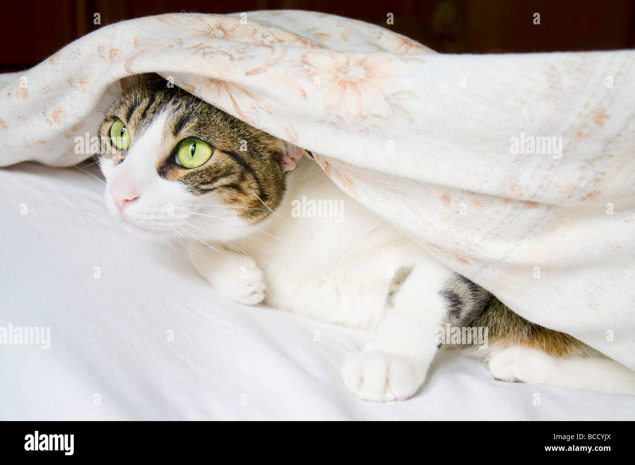Tabby and white cat on bed, hidden under the bedspread. Stock Photo