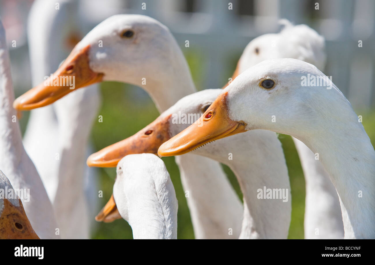 White ducks UK Stock Photo