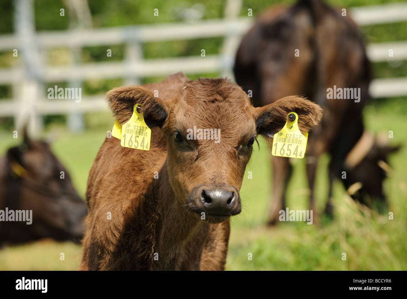 Tajima Kobe beef cows in a field at Tajima Farm Park, Hyogo-prefecture, Japan, 26 June 2009. Stock Photo