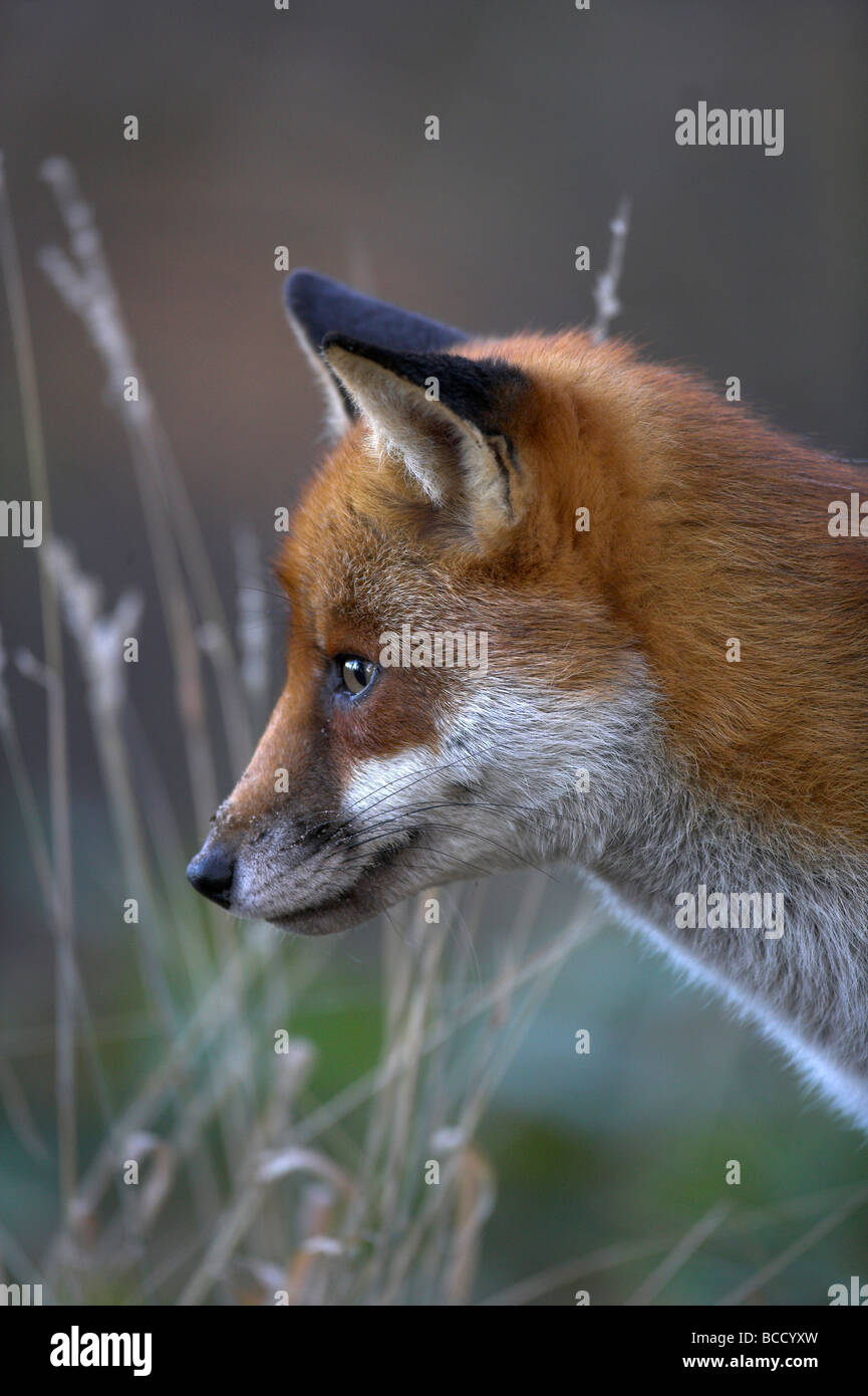 European Red Fox (Vulpes vulpes) in woodland in winter. UK Stock Photo