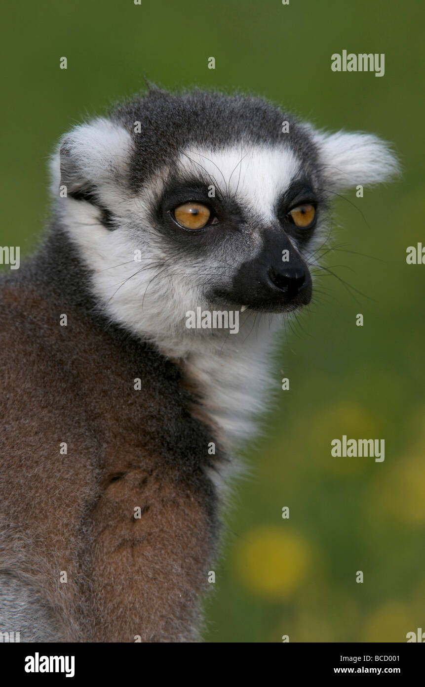 Ring-tailed Lemur (Lemur catta) native to Madagascar. Africa Stock Photo