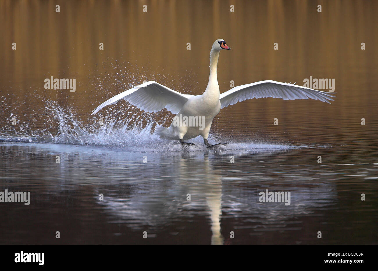 Mute Swan (Cygnus olor) male coming into land. Leicestershire Stock Photo