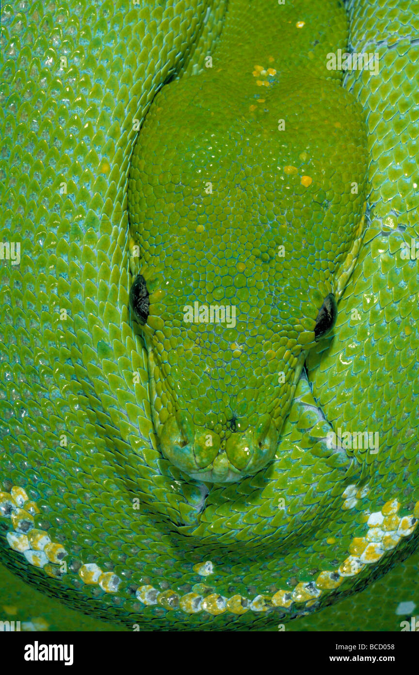 GREEN TREE PYTHON (Chondropython viridis). Rainforests. Australia Stock ...