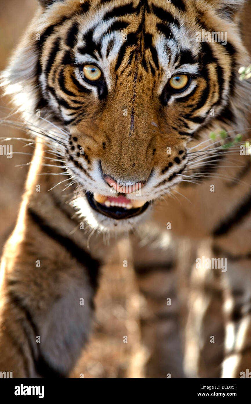 Bengal Tiger (Panthera tigris tigris) stalking. Ranthambore. India Stock Photo