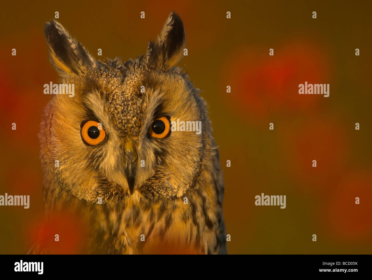 Long-eared Owl (Asio Otus) amongst rose hips. Gloucestershire. Captive Stock Photo