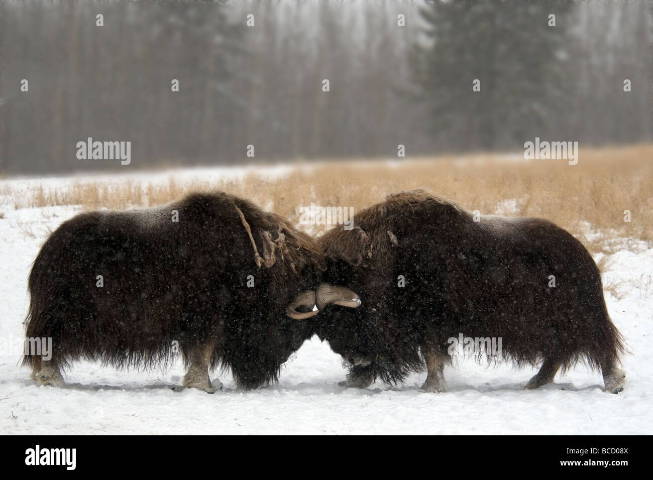 Musk ox (Ovibos moschatos) bulls fighting. Yukon wildlife preserve. Canada. Stock Photo
