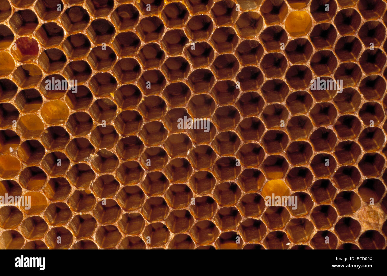AFRICAN HONEYBEE honeycomb (Apis mellifera adansonii) Swaziland Stock Photo
