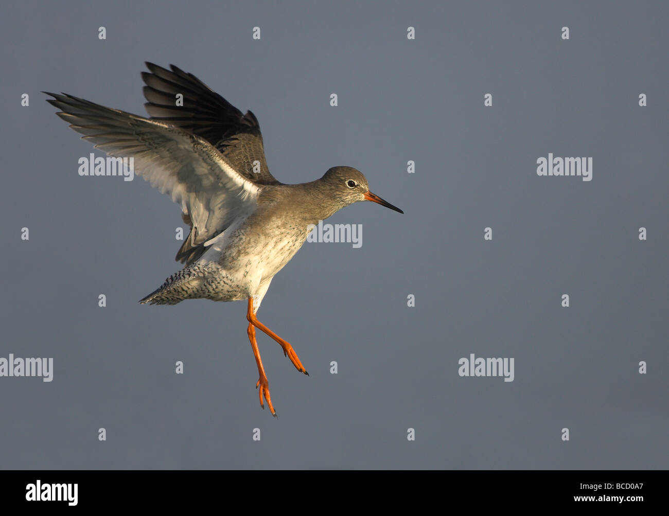 Redshank (Tringa totanus) in flight over water. Snettisham. Norfolk Stock Photo