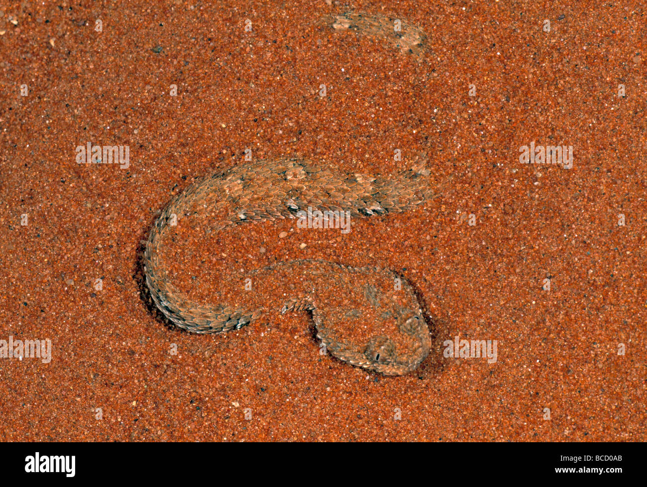 NAMAQUA DWARF ADDER (Bitis schneideri) camouflaging itself in sand. Namib Desert. Namibia. Vulnerable species Stock Photo