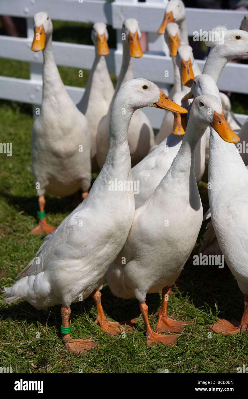 White ducks UK Stock Photo