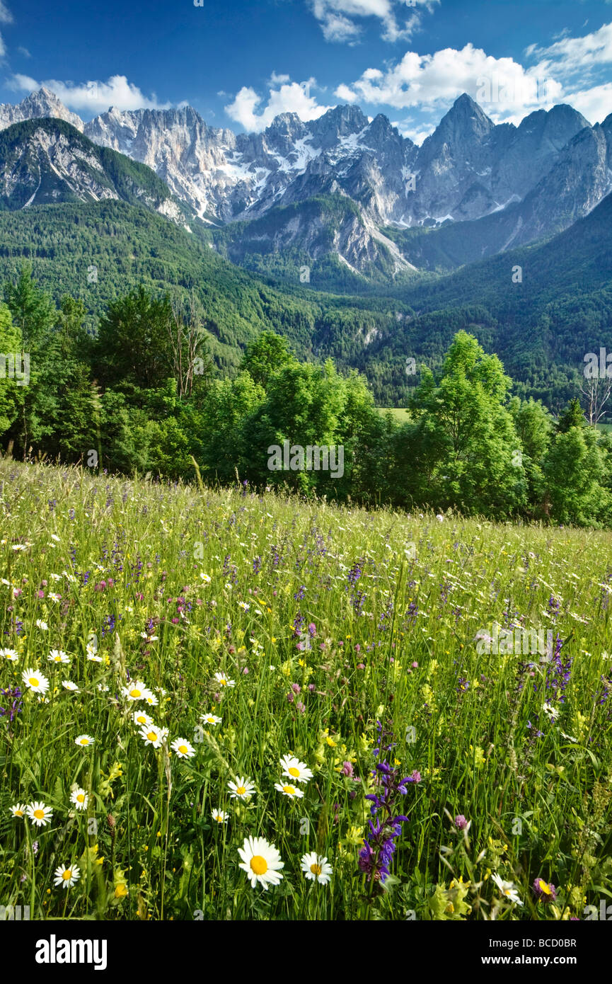 HAY MEADOWS in the Julian Alps. Spiks range near Kranjska Gora. Triglav National Park. Gorenjska. Slovenia Stock Photo