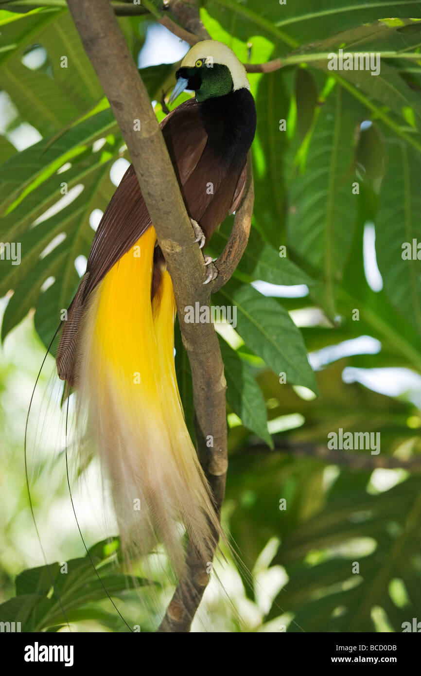 Lesser Bird of Paradise (Paradisaea minor). Best known for plumage of the  males. Bali Bird Park. Ubud. Bali. Indonesia Stock Photo - Alamy