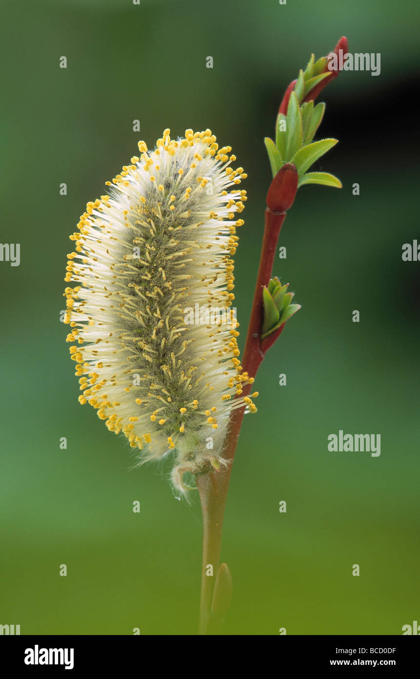 WILLOW CATKIN (Salix sp.) Male flower on shoot with newly opened foliage bud Stock Photo