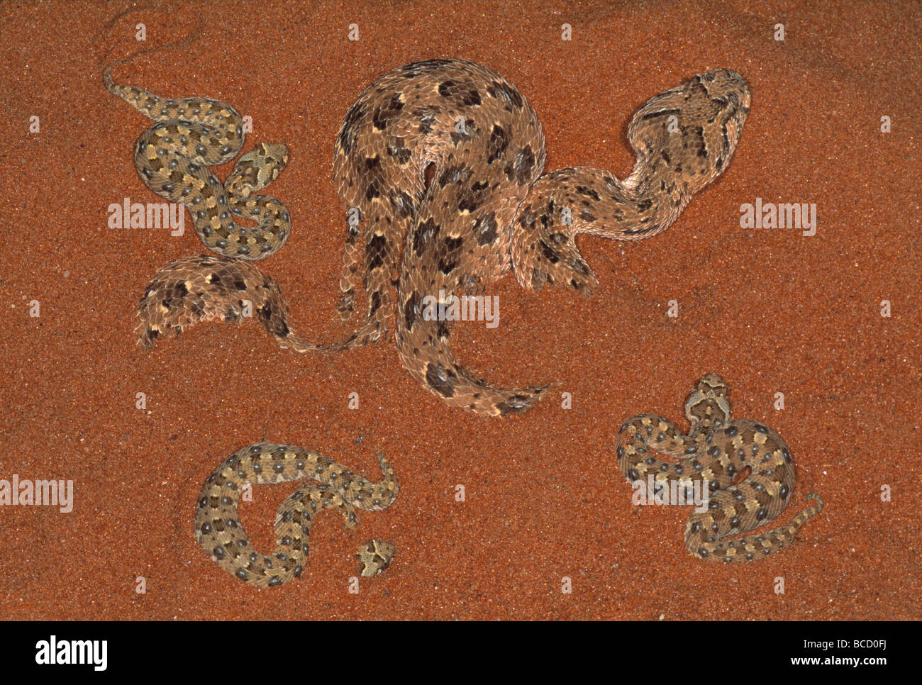 HORNED PUFF ADDER giving birth (Bitis caudalis) to live young. Southern Africa Stock Photo