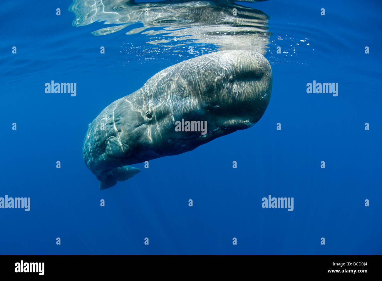 Sperm Whale (Physeter macrocephalus). Vulnerable (IUCN). Pico Island. Azores. Portugal. Atlantic Ocean. Oceans View Stock Photo