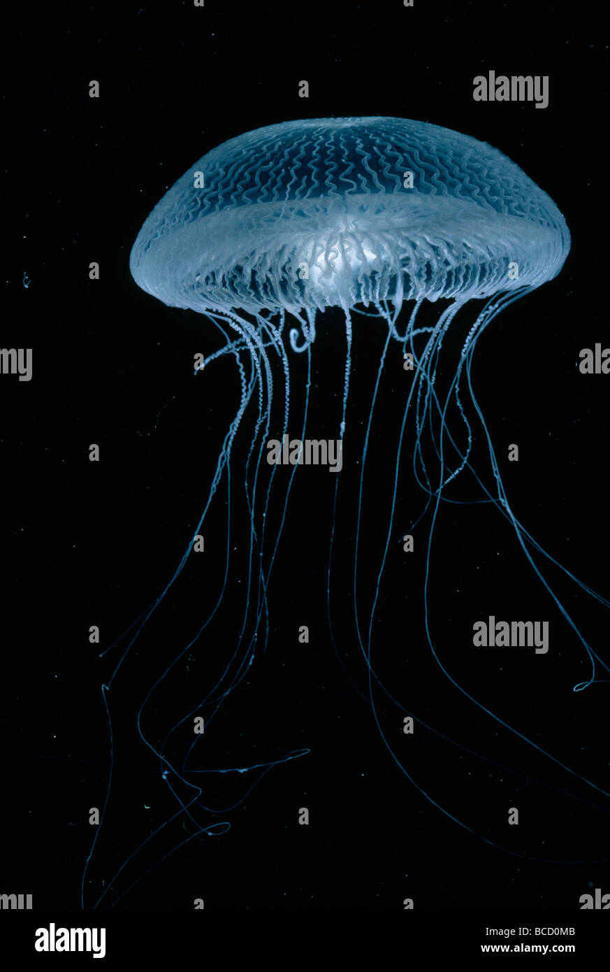 LEPTOMEDUSAN JELLYFISH (Aequorea sp). Great Barrier Reef.Queensland. Australia Stock Photo Alamy