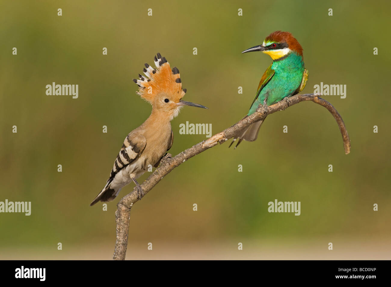 Hoopoe (Upupa epops) and Bee-eater (Merops apiaster) on perch; Spain Stock Photo