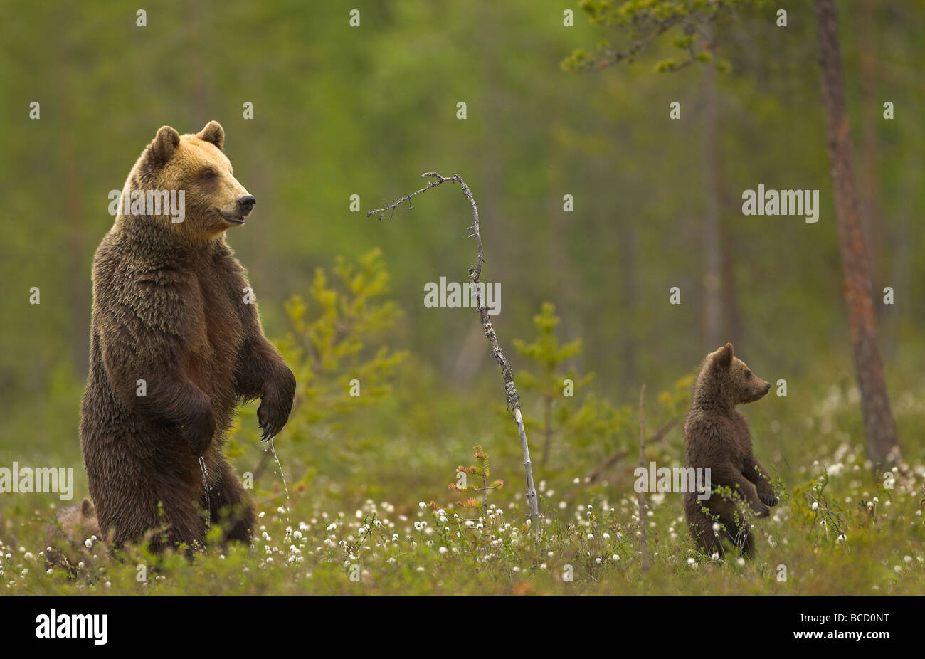 European brown bear (Ursos arctos) female and cub at the edge of a ...