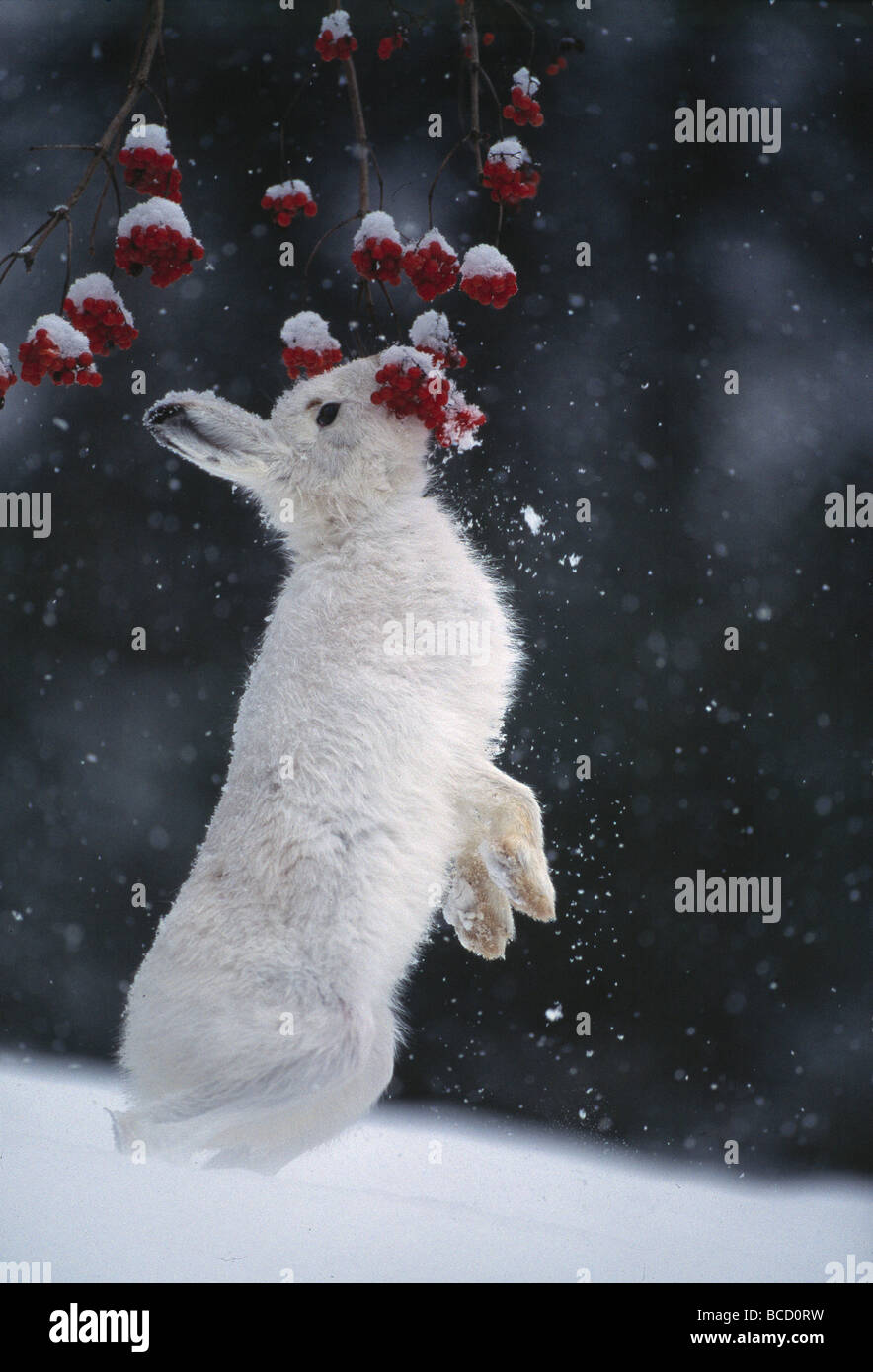 MOUNTAIN HARE in snow (Lepus timidus) eating berries Stock Photo Alamy