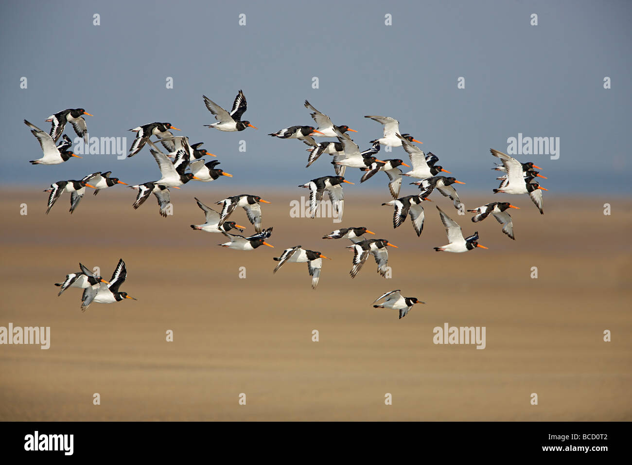 OYSTERCATCHER (Haematopus ostralegus) flock in flight. Liverpool Bay. UK. Stock Photo
