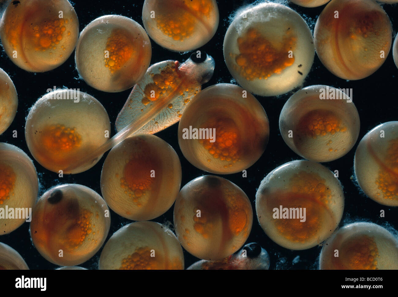 Fish eggs hatching hi-res stock photography and images - Page 2 - Alamy