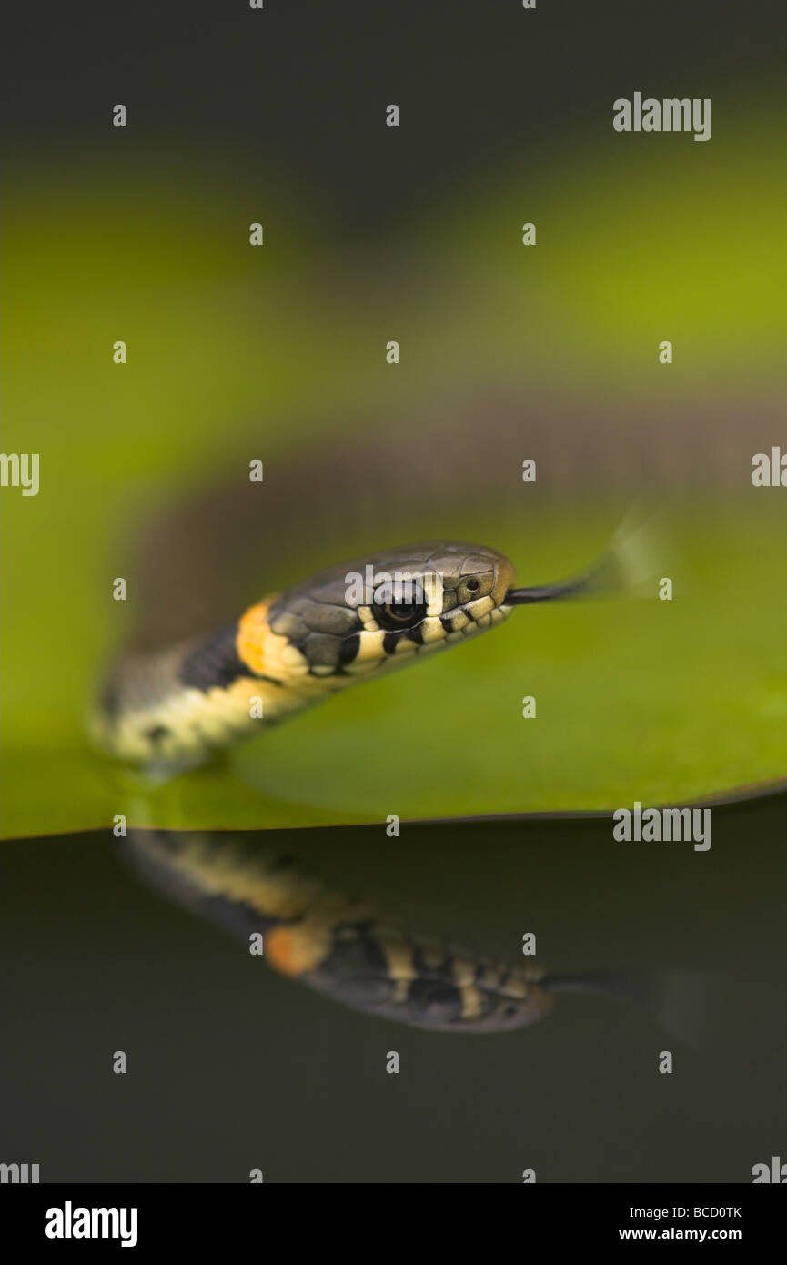 Grass snake (Natrix natrix) tasting the air in water on water lily with a reflection. Leicestershire Stock Photo