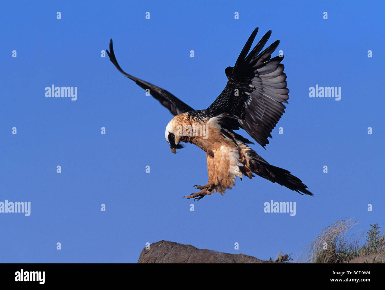 LAMMERGEIER in flight (Gypaetus barbatus). Drakensberg Mountains. South Africa Stock Photo