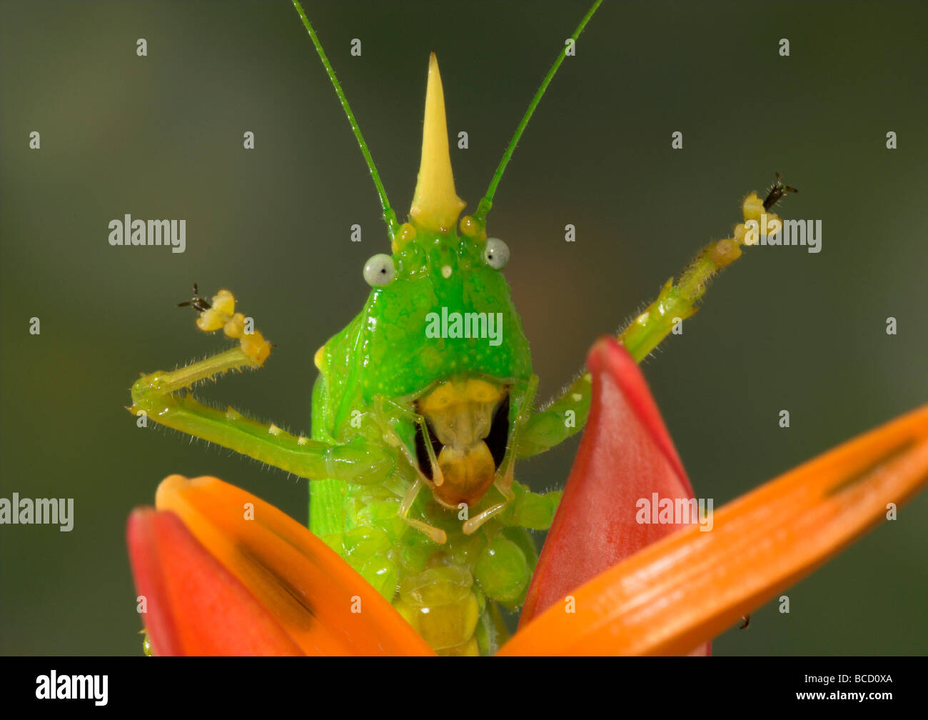 CONEHEAD KATYDID (Copiphora rhinoceros). Costa Rica Stock Photo Alamy