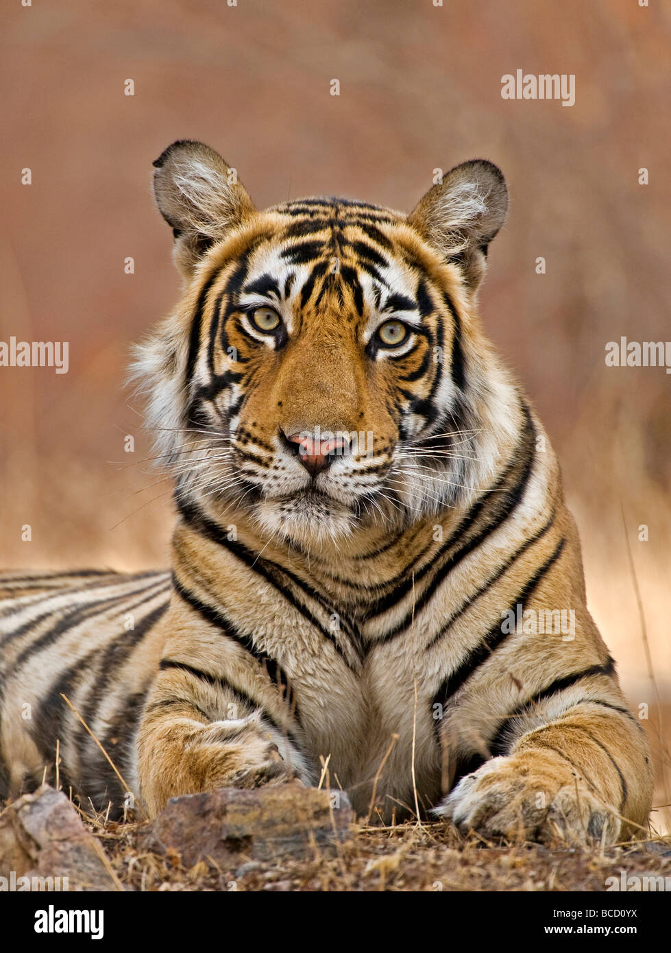 Bengal Tiger (Panthera tigris tigris) female by temple. Ranthambore. India Stock Photo