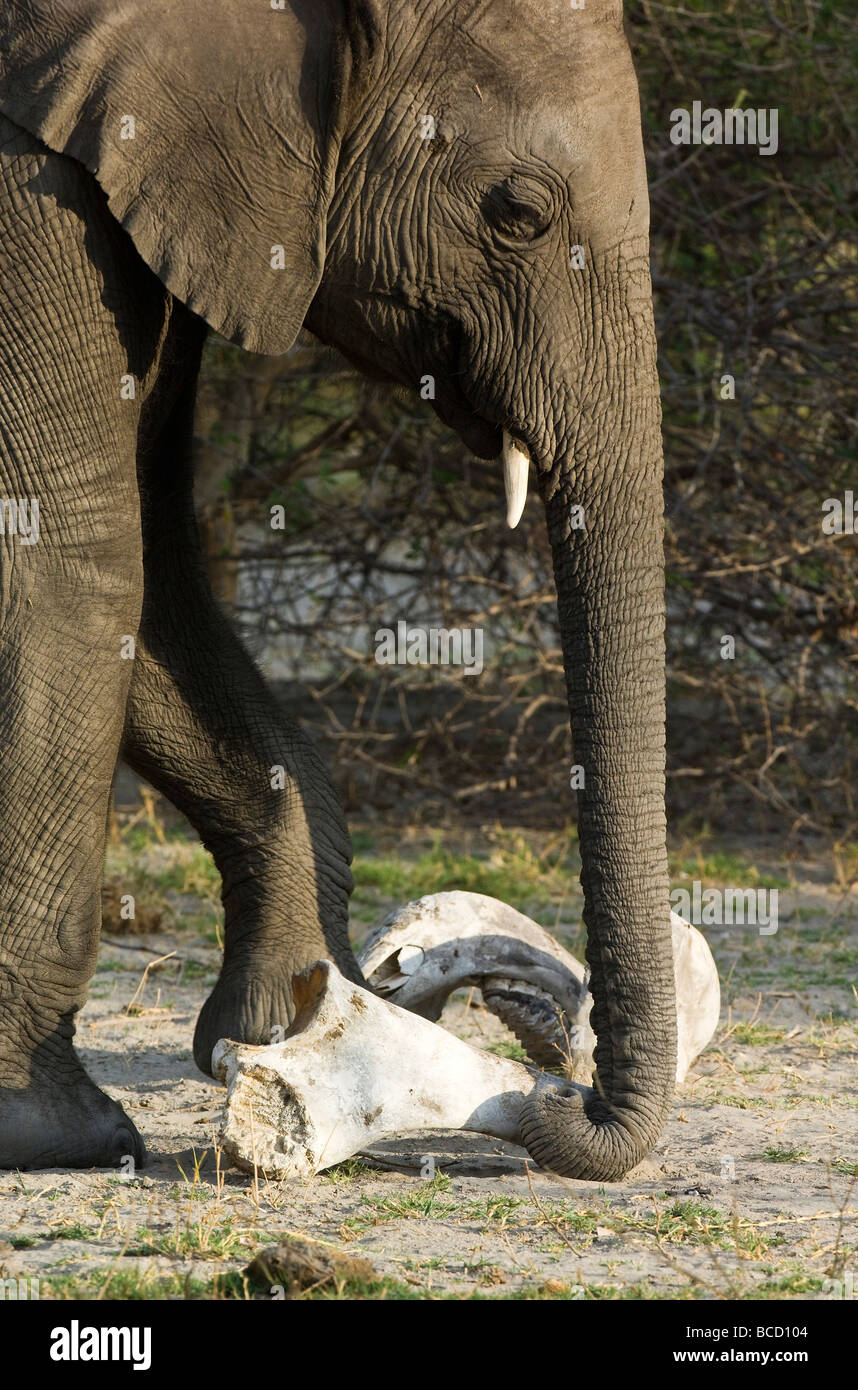 African Elephant (Loxodonta africana) and bones. Elephants have a sense