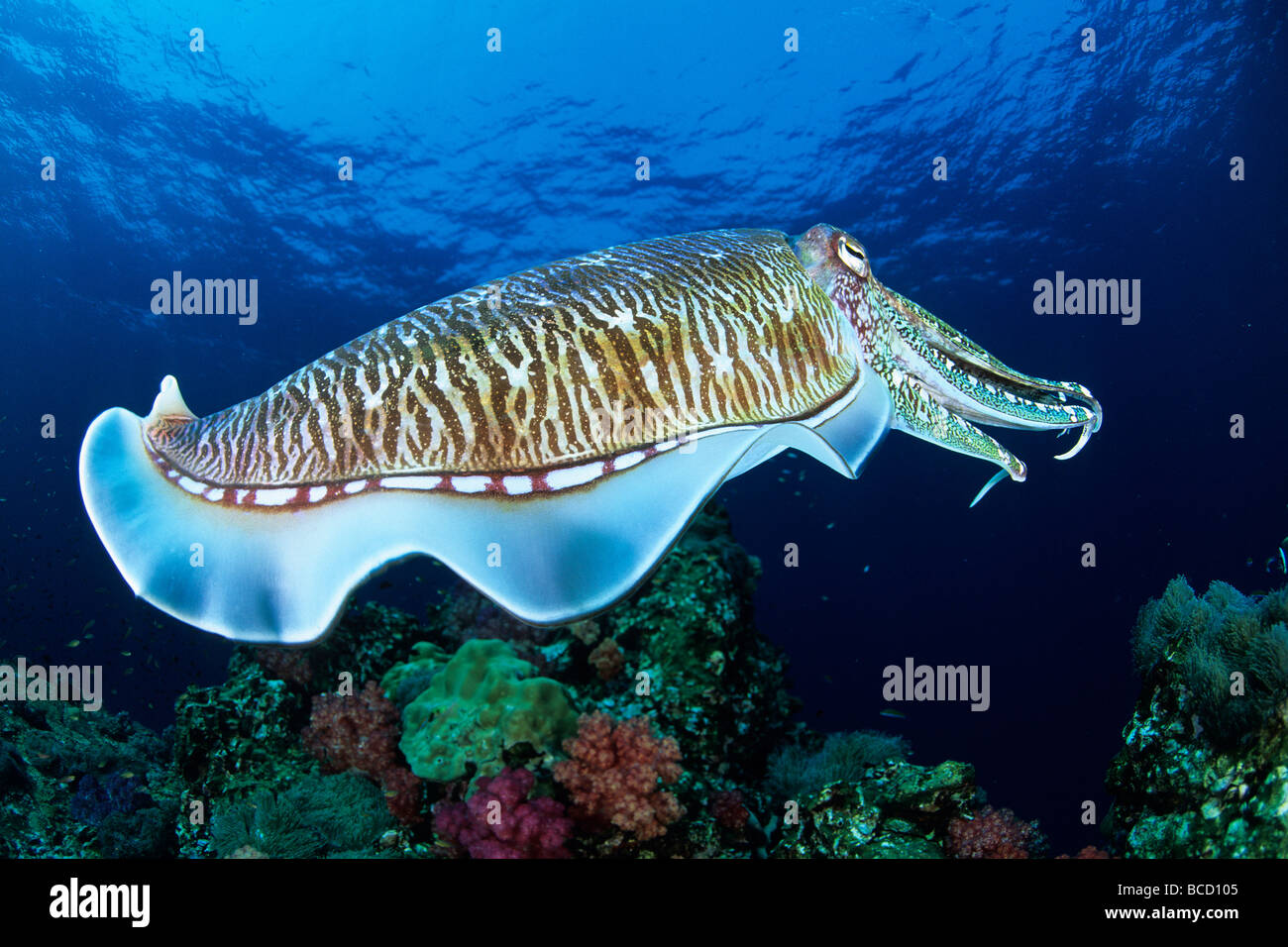 Pharaoh cuttlefish (Sepia pharaonis) males compete for attention of one  female. Richelieu Rock. Similan Islands. Thailand Stock Photo - Alamy
