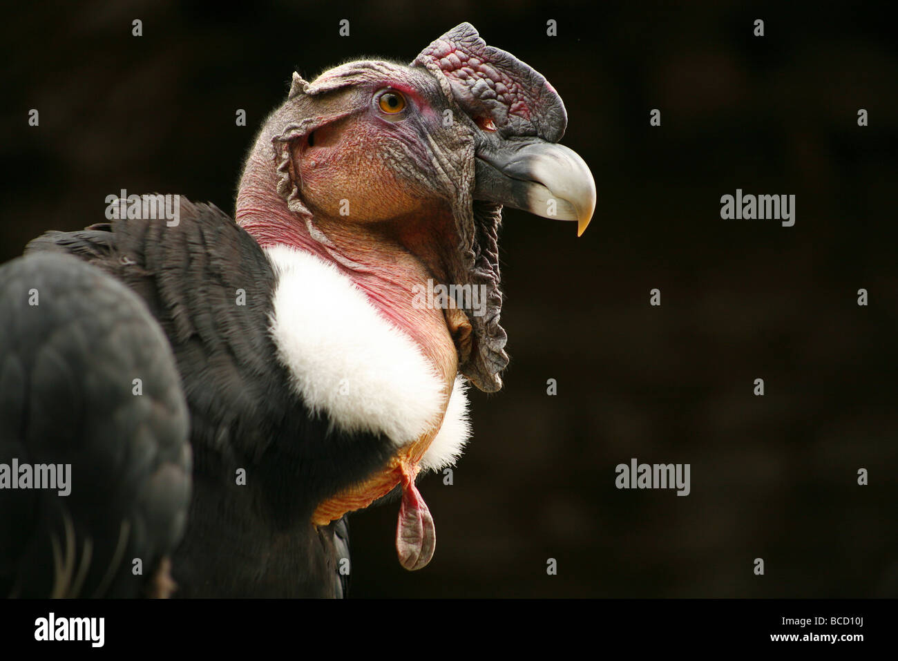 Andean Condor (Vultur gryphus) Stock Photo
