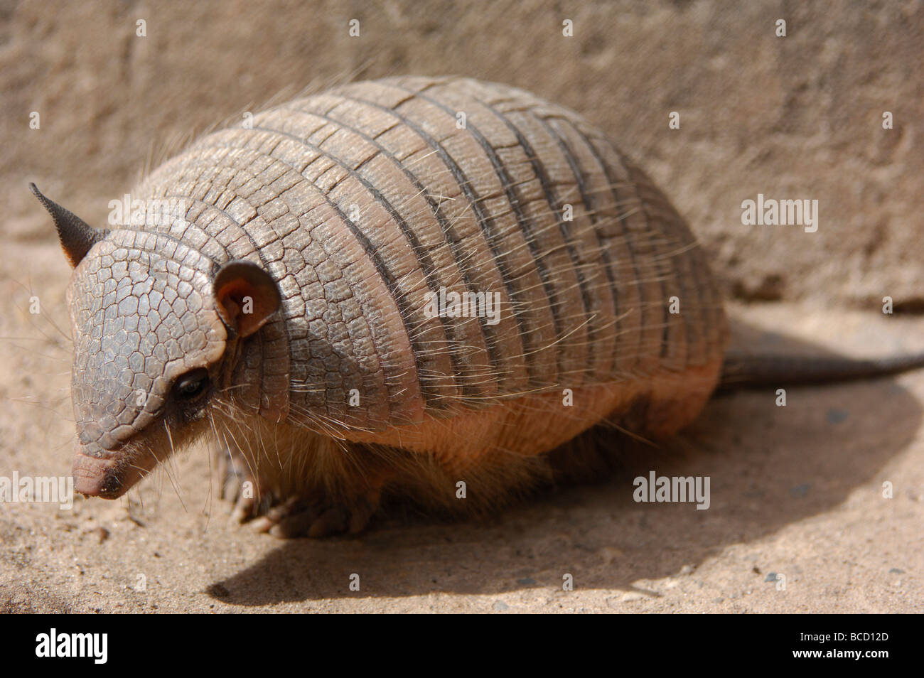 Armadillo hires stock photography and images Alamy