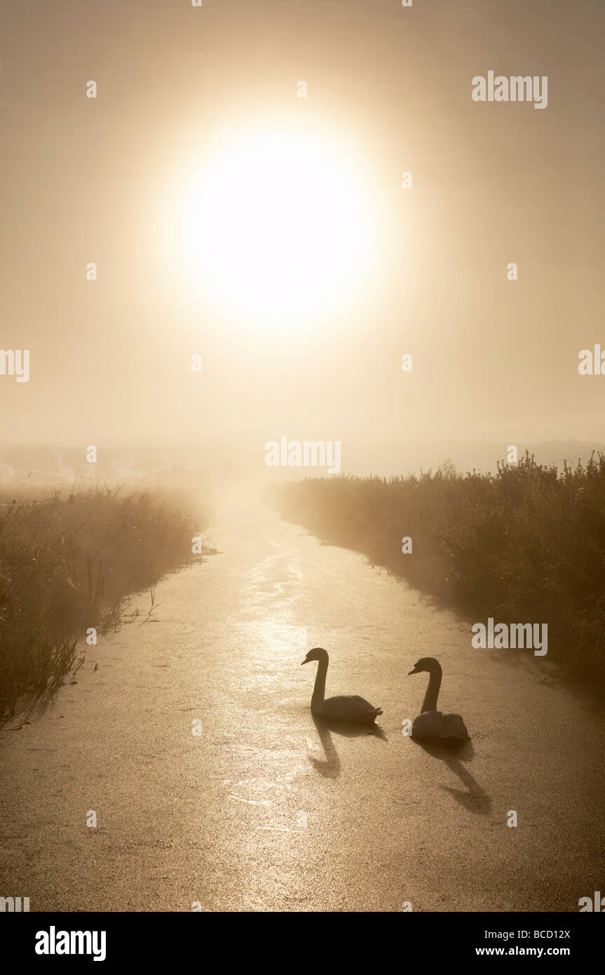 MUTE SWANS (Cygnus olor) in rhyne on the Somerset Levels. Somerset. England Stock Photo