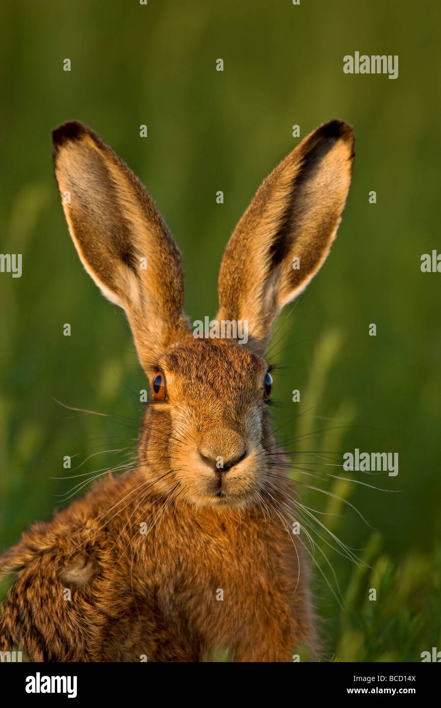 European Brown Hare (Lepus europaeus) in evening light. Stock Photo