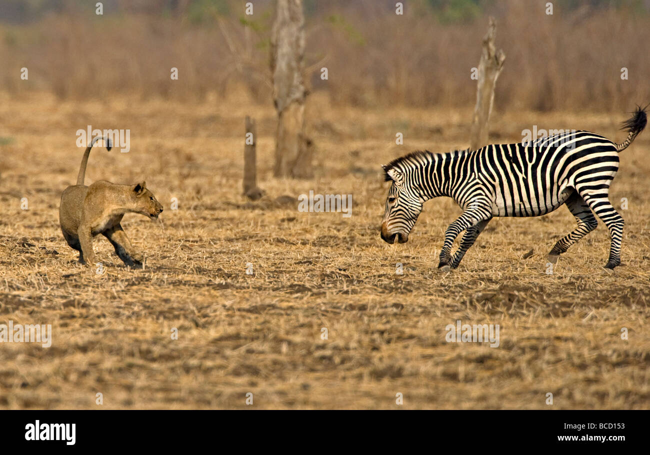 Ooit graven Mammoet Burchell's zebra lion hi-res stock photography and images - Alamy