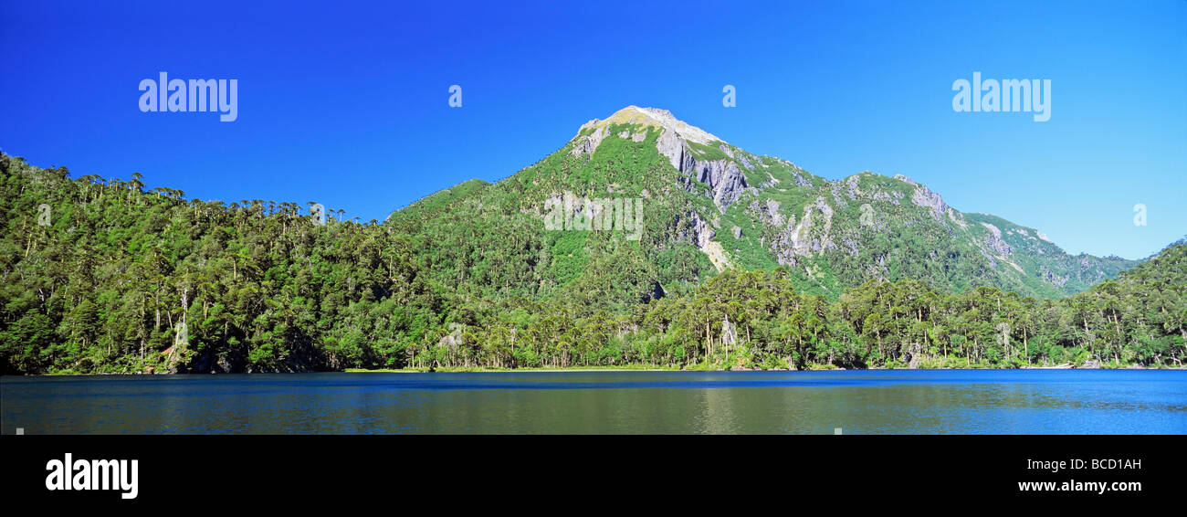 Mountain Forest with Monkey Puzzle Trees and Southern beeches with lake. Huerquehue National Park. Araucania. Chile Stock Photo