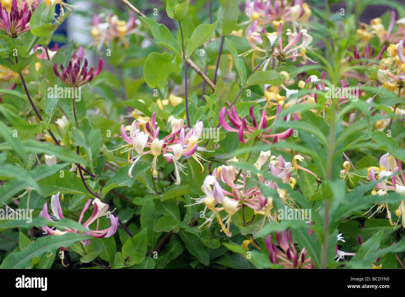 honeysuckle during flowering Stock Photo